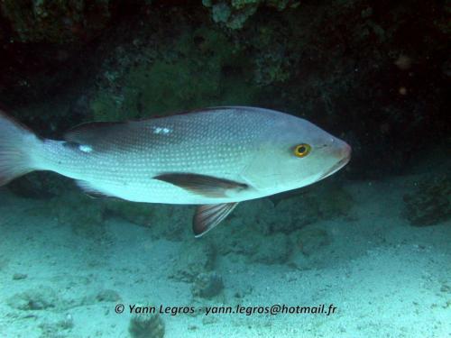 El Quseir 2006-03-29 09-59-54