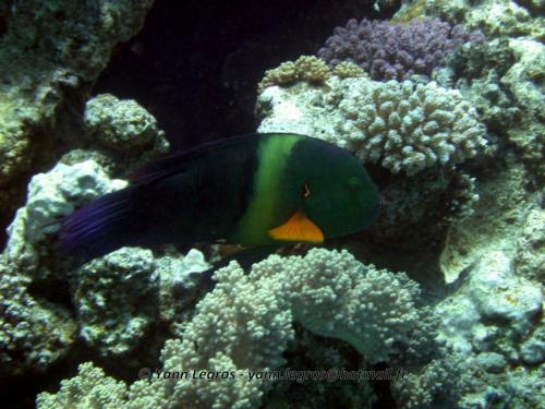 El Quseir 2006-03-29 10-03-41