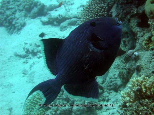 El Quseir 2006-03-29 10-09-06