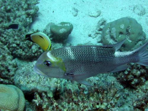 El Quseir 2006-03-29 12-35-52