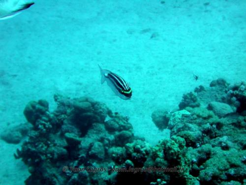 El Quseir 2006-03-29 12-56-46