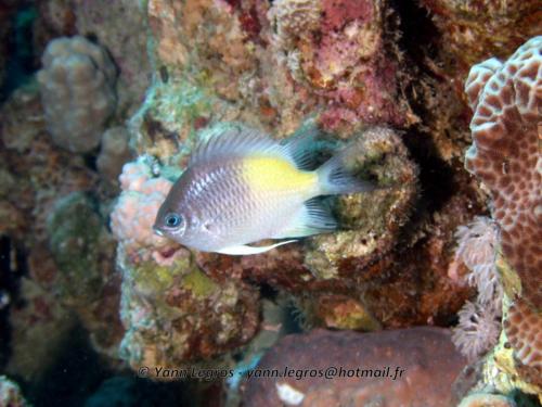 El Quseir 2006-03-29 13-05-00