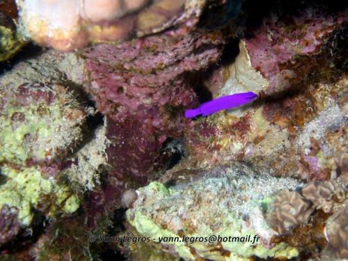 El Quseir 2006-03-29 13-10-39