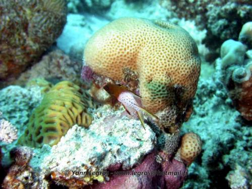 El Quseir 2006-03-29 13-16-36