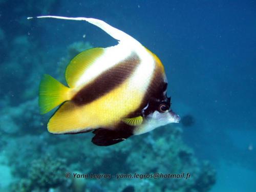 El Quseir 2006-03-29 13-18-09