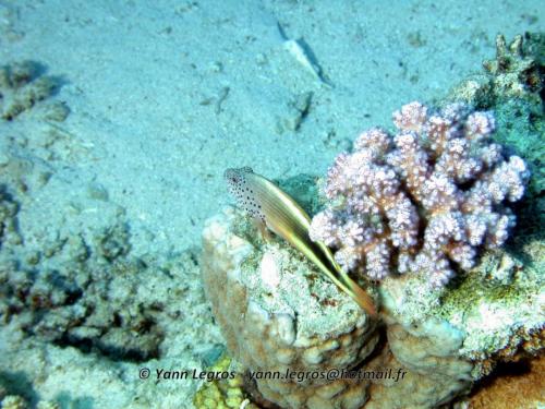 El Quseir 2006-03-29 13-19-06