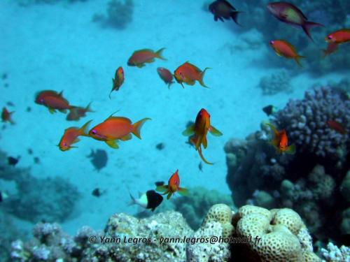 El Quseir 2006-03-29 13-20-16