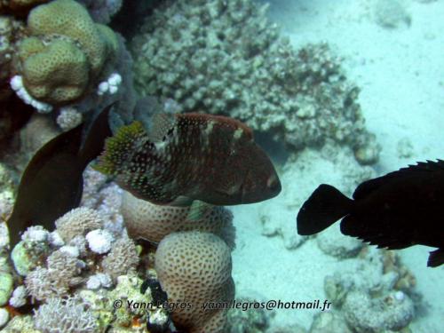 El Quseir 2006-03-29 13-20-46