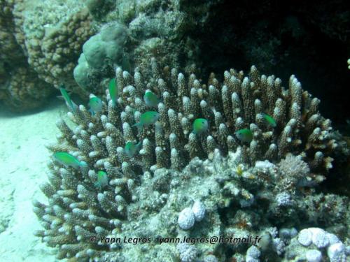 El Quseir 2006-03-29 13-21-43