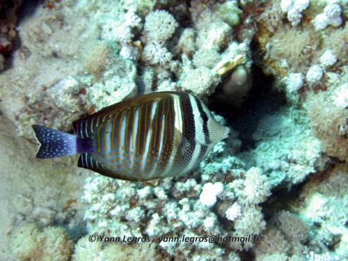 El Quseir 2006-03-29 13-22-27