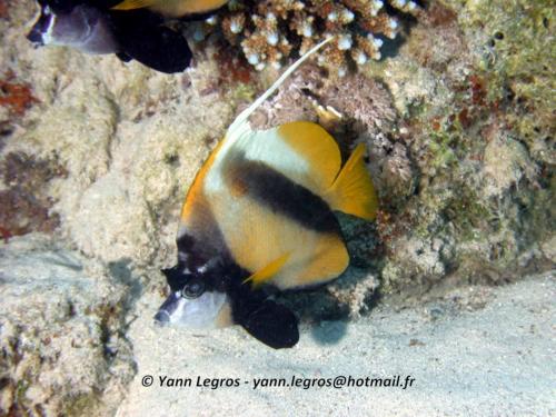 El Quseir 2006-03-29 13-23-21