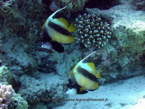 El Quseir 2006-03-29 13-23-30