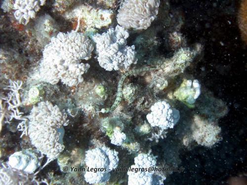 El Quseir 2006-03-29 13-29-40