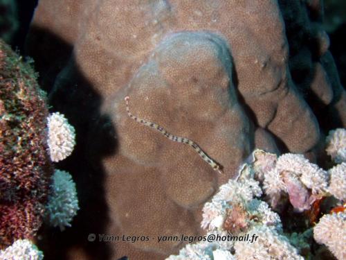 El Quseir 2006-03-30 08-30-41