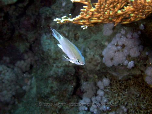 El Quseir 2006-03-30 08-32-52