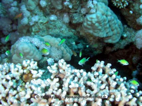 El Quseir 2006-03-30 08-54-12