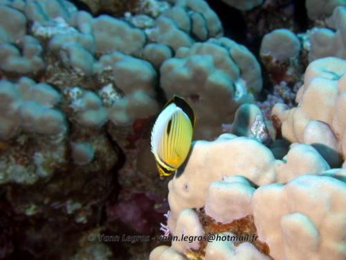 El Quseir 2006-03-30 14-29-01