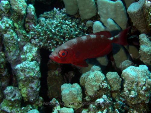 El Quseir 2006-03-30 14-29-21