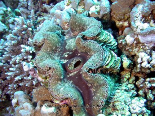 El Quseir 2006-03-30 14-32-41