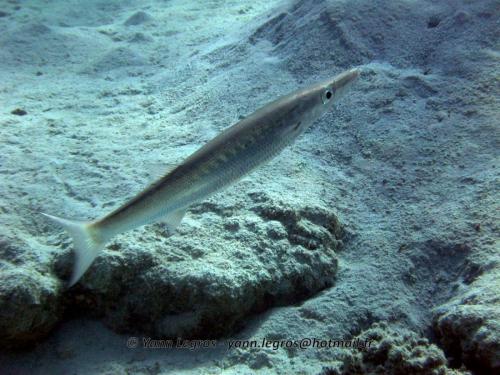 El Quseir 2006-03-30 14-56-59