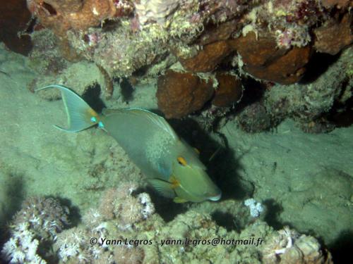 El Quseir 2006-03-30 17-58-40