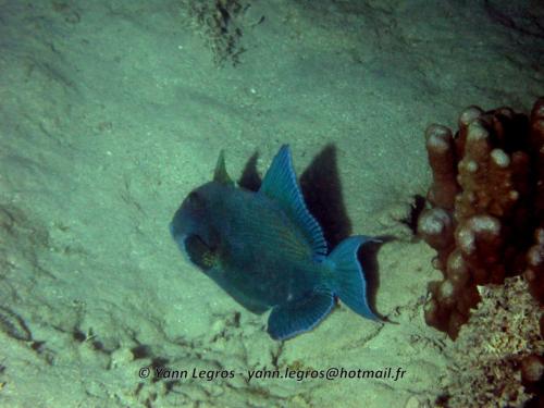 El Quseir 2006-03-30 17-59-22