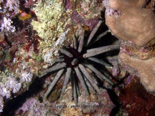 El Quseir 2006-03-30 18-17-11