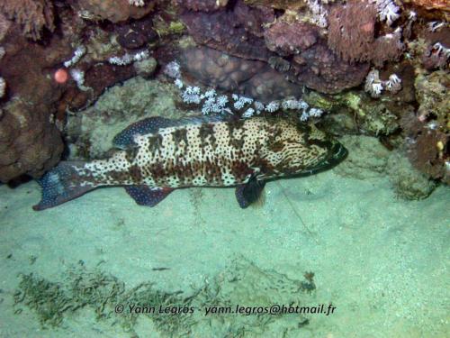 El Quseir 2006-03-30 18-31-04