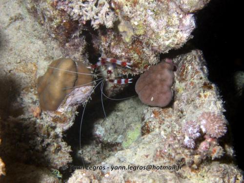 El Quseir 2006-03-30 18-34-05