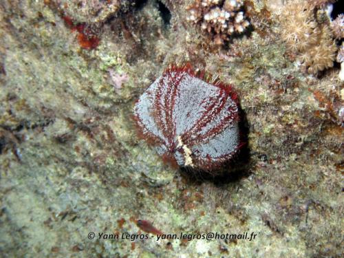 El Quseir 2006-03-30 18-34-25