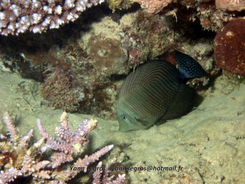 El Quseir 2006-03-30 18-36-37