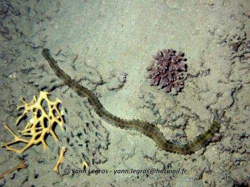 El Quseir 2006-03-30 18-41-34