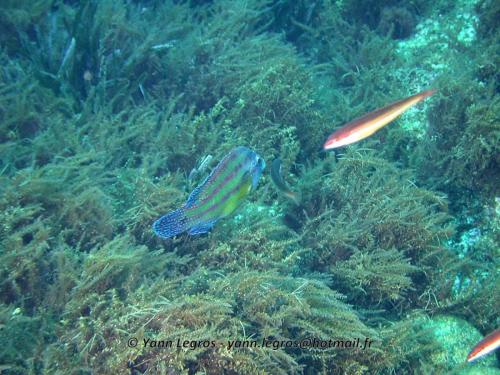 Les Goudes 2006-05-06 15-39-12