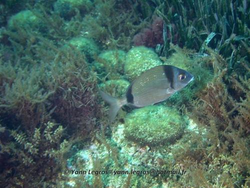 Les Goudes 2006-05-06 15-39-32