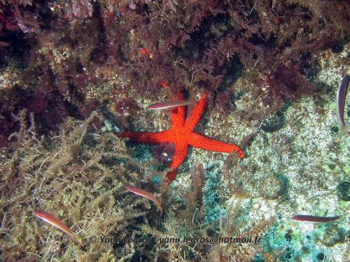 Les Goudes 2006-05-06 15-40-24