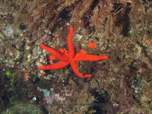 Les Goudes 2006-05-06 15-42-14