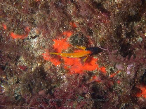 Les Goudes 2006-05-06 15-48-08