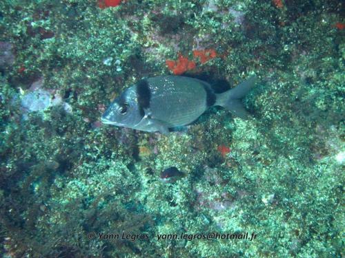 Les Goudes 2006-05-06 15-56-19