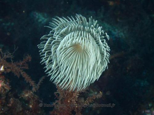 Les Goudes 2006-05-06 15-58-52