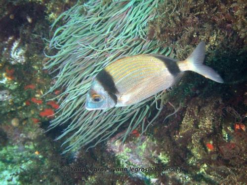 Les Goudes 2006-05-06 16-08-05