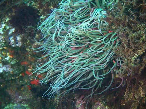 Les Goudes 2006-05-06 16-08-12