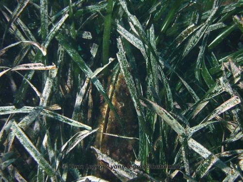 Les Goudes 2006-05-06 16-19-57