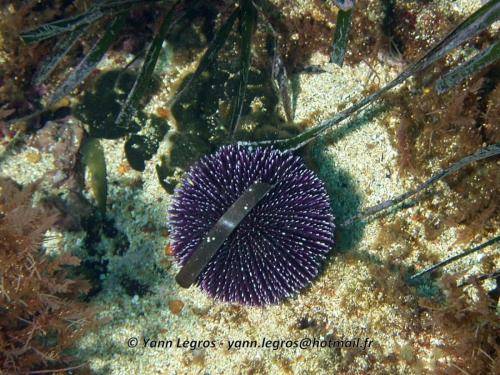 Les Goudes 2006-05-06 16-20-22