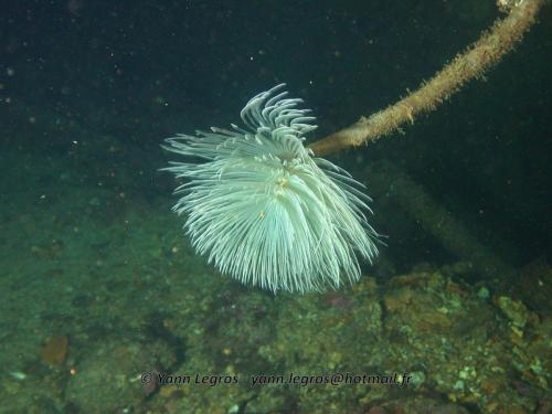 Les Goudes 2006-05-07 10-09-59