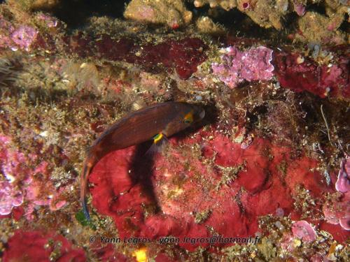 Les Goudes 2006-05-07 10-18-29