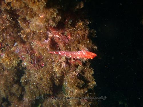 Les Goudes 2006-05-07 10-20-40