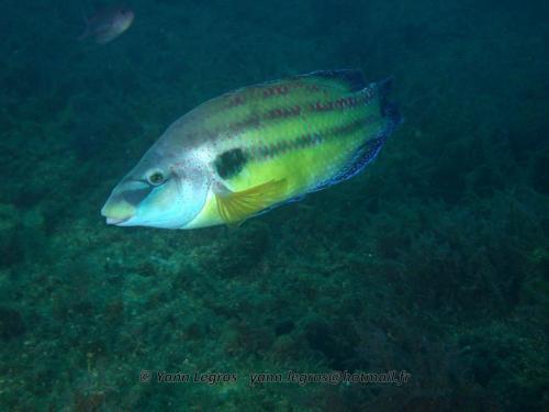 Les Goudes 2006-05-07 10-21-11