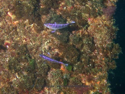 Les Goudes 2006-05-07 10-24-47