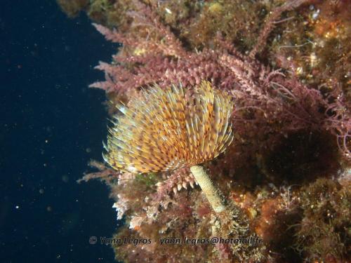 Les Goudes 2006-05-07 10-26-49