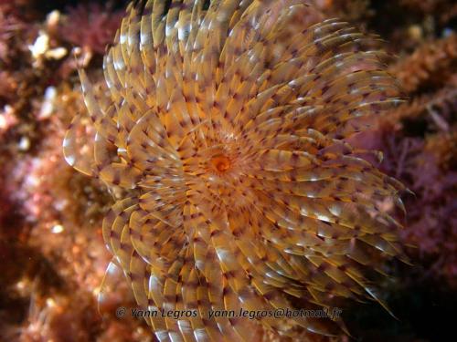 Les Goudes 2006-05-07 10-28-20